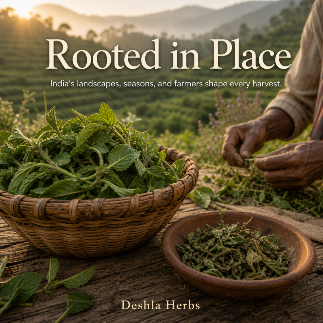 Sunlit Indian herbal landscape with hand-sorted dried herbs, woven baskets, and a farmer's hands tending plants, representing Deshla Herbs' place-rooted sourcing story